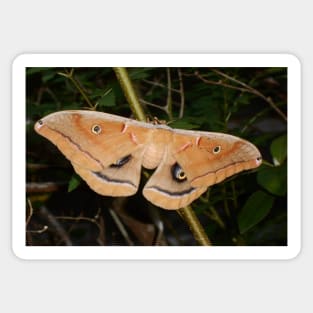 Moth Insect Bug Close Up Nature Photography Wildlife Sticker